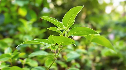 Gymnema ingredient in Gluco6